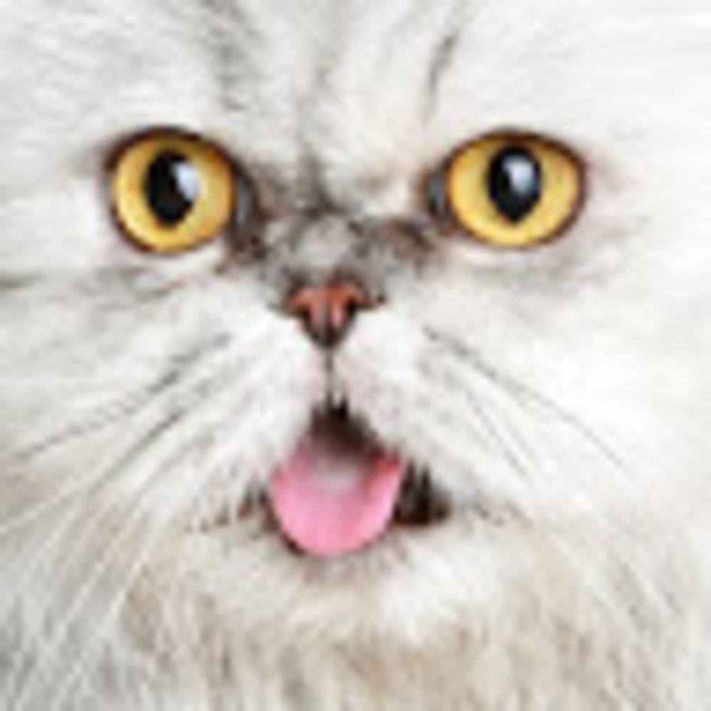 Meet your Posher, Holly